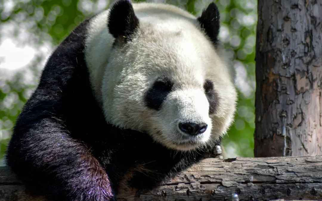 Hong Kong can use ‘panda economy’ to drum up business amid arrival of 2 new bears: minister