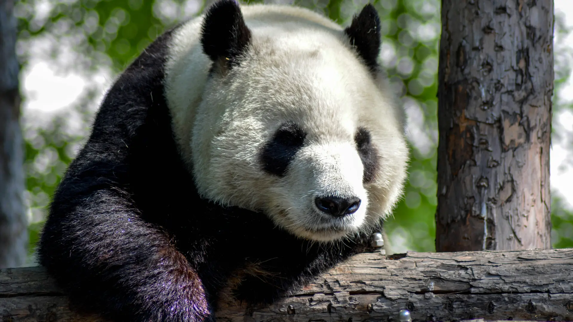 _Hong Kong can use ‘panda economy’ to drum up business amid arrival of 2 new bears- minister